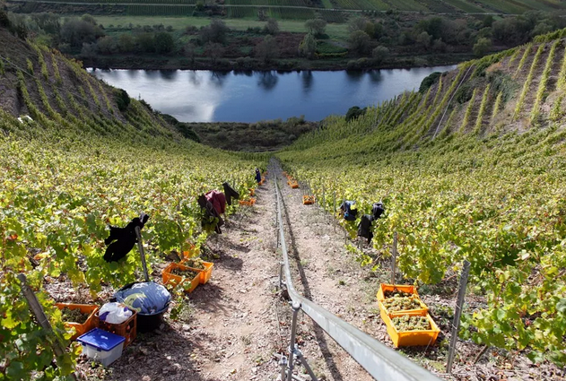 法國也有摩澤爾葡萄酒產區(qū)