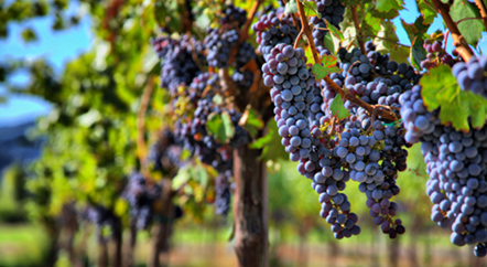 一年四季，葡萄藤在忙活什么？