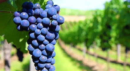 低調(diào)的歌海娜，我來為你正名！